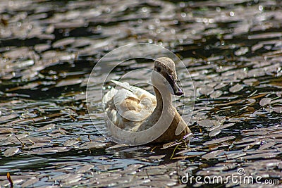 Duck is the common name of an important number of anseriform birds, generally migratory, belonging to the Anatidae family. Stock Photo