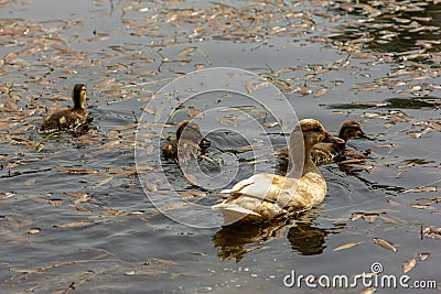 Duck is the common name of an important number of anseriform birds, generally migratory, belonging to the Anatidae family. Stock Photo