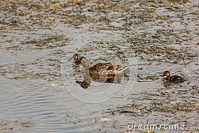 Duck is the common name of an important number of anseriform birds, generally migratory, belonging to the Anatidae family. Stock Photo