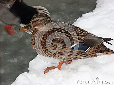 Decision Time - Duck Assessing Risk of Plunge Into Icy Water Stock Photo