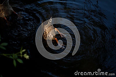 Duck dives and hunts under water for prey. Upside down Stock Photo