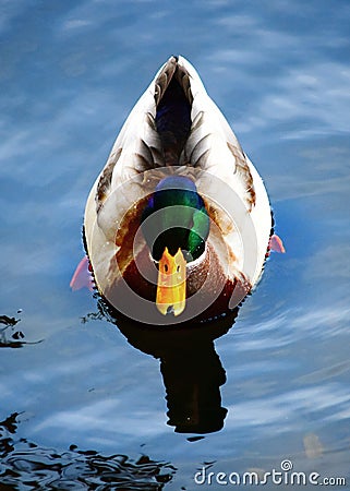 duck drake ducks bird birds animal animals colorful color Stock Photo