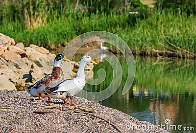 The duck and drake stand on the coast Stock Photo
