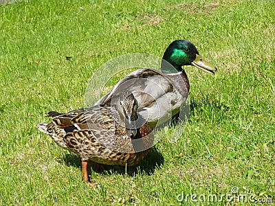 Duck and Drake Stock Photo