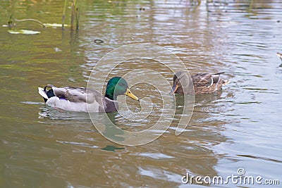 Duck and drake, wild water birds swim on the river on a cloudy day Stock Photo