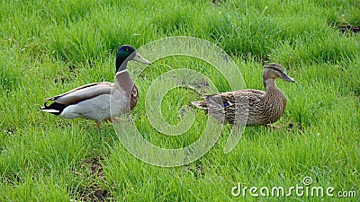 duck drakes on a walk in the wild Stock Photo