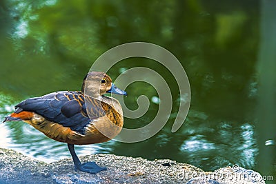 Duck, duck, duck, water in the river on a sunny day and splashing water around Stock Photo