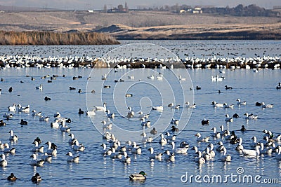 Duck, Duck. Goose 2: Fall Migration returns to Columbia Basin Stock Photo