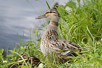 Duck with ducklings in the grass Stock Photo