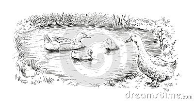 duck and ducklings hand drawing sketch engraving illustration style Vector Illustration