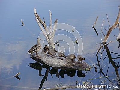 Duck with ducklings on the river. Stock Photo