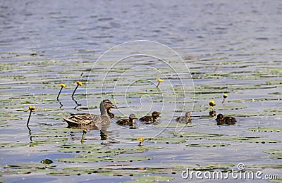 Duck with ducklings on the shore of the Damansky island of Yaro Stock Photo