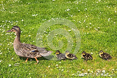 Duck with ducklings.walk in city bird Stock Photo