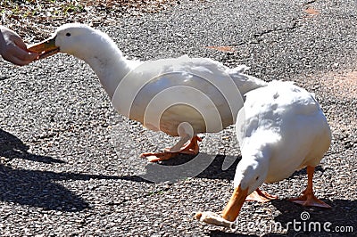 Duck eating food under open sky . Stock Photo