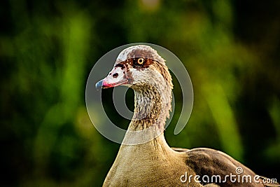 Duck in the park - Hod Hasharon Israel Stock Photo