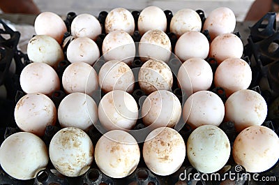 Duck eggs Stock Photo