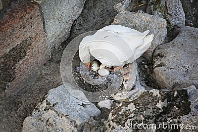 Duck with eggs - careful mother Stock Photo