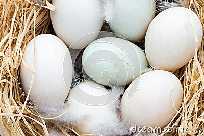 Duck eggs nest, spring Easter symbol. Stock Photo