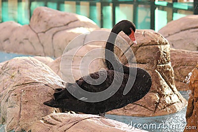 Duck in Emirates zoo abudhabi United Arab Emirates Stock Photo