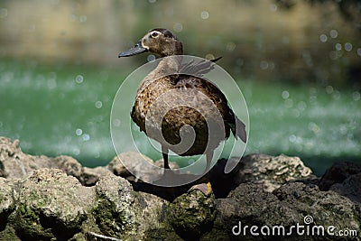 Duck enjoying the fresh and green environment Stock Photo