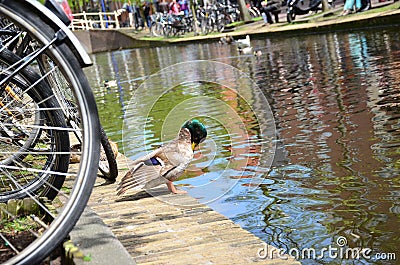 A duck enjoying the water from Delft canal, Netherlands Stock Photo