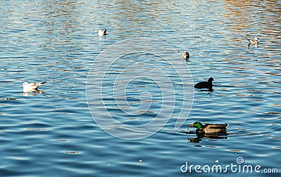 Duck, eurasian coot and gulls Stock Photo