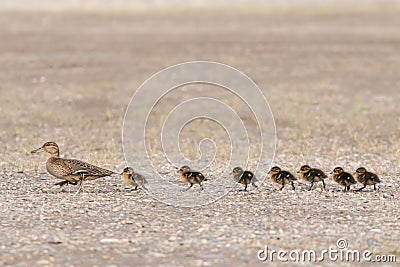 Duck eurasian teal leads its brood of seven chicks across the road Stock Photo
