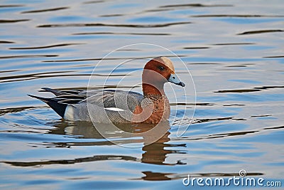 Duck Eurasian Wigeon or Widgeon Mareca penelope male. Wigeon floats in the water, close up Stock Photo
