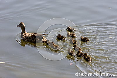 Duck family Stock Photo