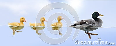 Duck family floating in a raw Stock Photo