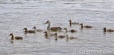 Duck family Stock Photo