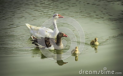 Duck family swimming in lake Stock Photo