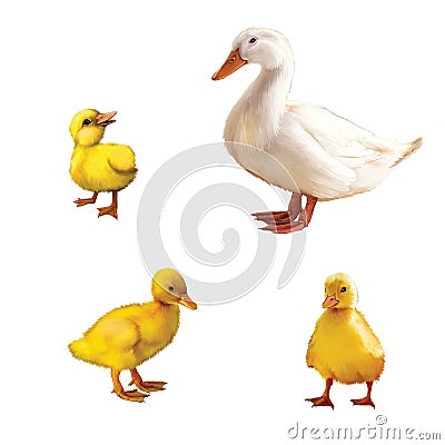 Duck family Stock Photo