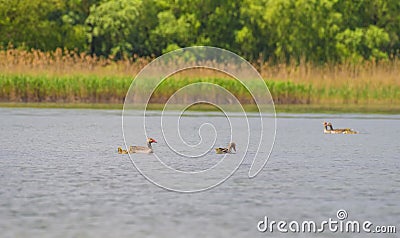 Duck family on water in Danube Delta Stock Photo