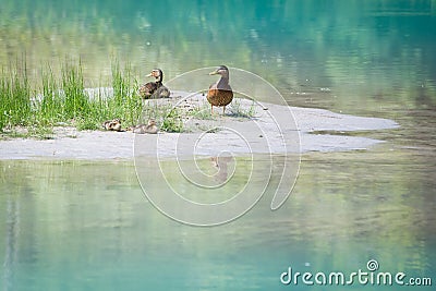 Duck family with young babies at river bank with grass Stock Photo