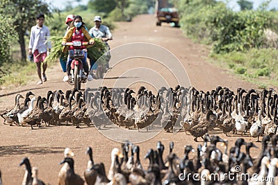 CAMBODIA KAMPONG THOM AGRICULTURE DUCK FARM Editorial Stock Photo