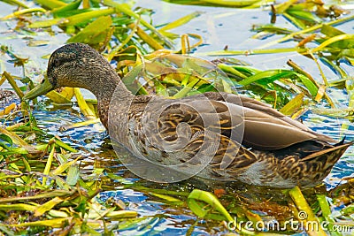 Duck feeding in pond weed Stock Photo