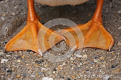 Duck Feet Stock Photo