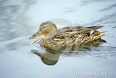 Duck, female mallard duck Stock Photo