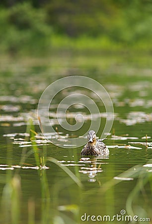 Duck Female on Water Level Stock Photo