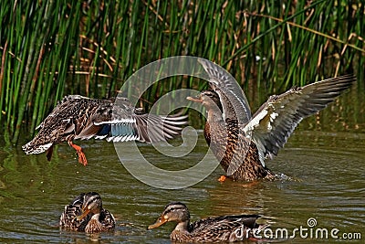 Duck fight. Stock Photo