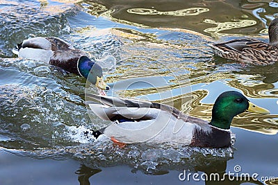 Duck fight Stock Photo