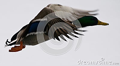 Duck in flight Stock Photo