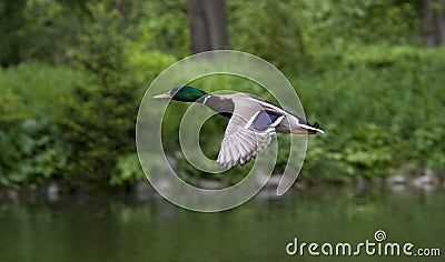 Duck flight Stock Photo