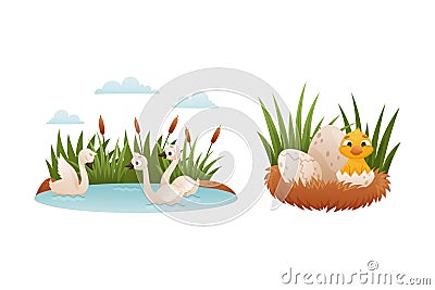 Duck Floating in Pond with Reeds and Yellow Chick Hatching from Egg Shell as Ugly Duckling Fairytale Vector Set Vector Illustration