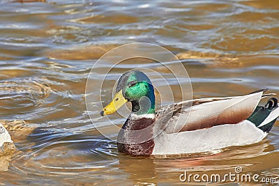 Duck floating on the water Stock Photo