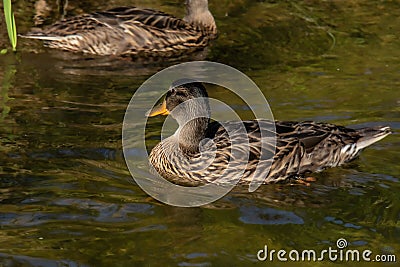 A duck floats on the surface of a stream Stock Photo