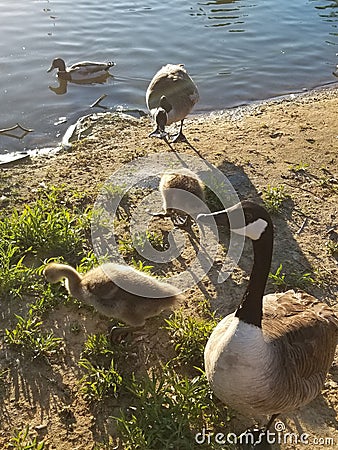 Duck and geese in a pond. Quack Stock Photo