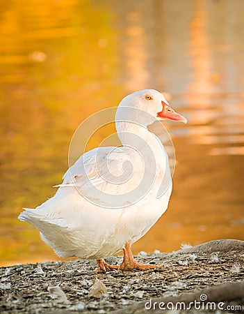 Duck Goose in nature to last hour, Golden Hour Stock Photo