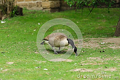 duck on the green grass Stock Photo